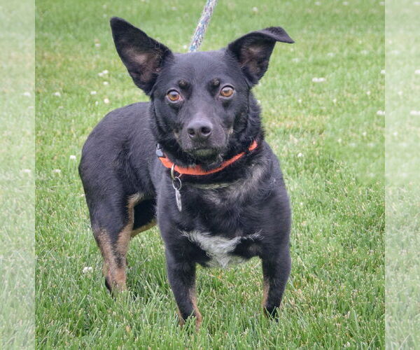 Medium Photo #4 Dorgi Puppy For Sale in Huntley, IL, USA