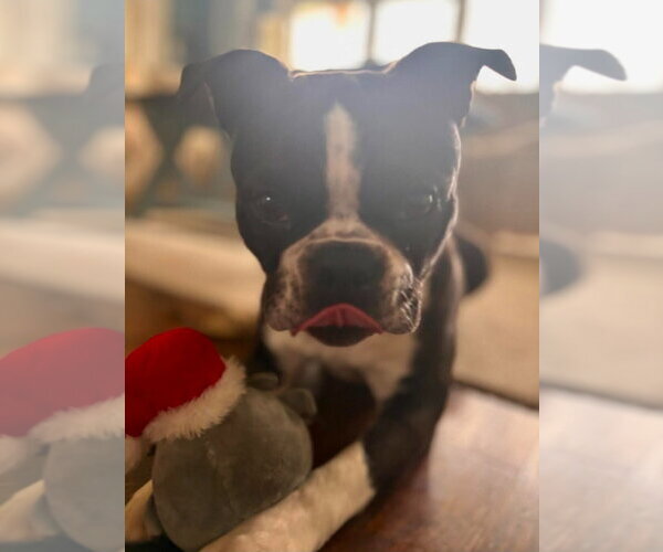 Medium Photo #6 Buggs Puppy For Sale in Brights Grove, Ontario, Canada