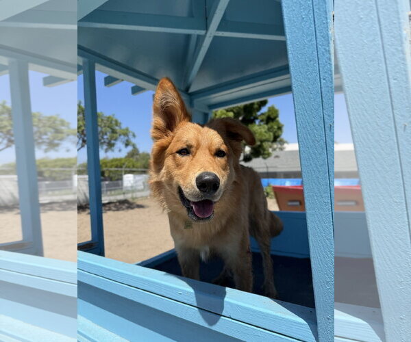 Medium Photo #4 Retriever -Siberian Husky Mix Puppy For Sale in Seal Beach, CA, USA