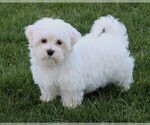 Small Photo #4 Maltese Puppy For Sale in ROCK STREAM, NY, USA