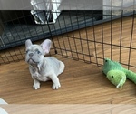 Small #4 French Bulldog