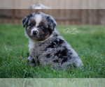Small Photo #2 Australian Shepherd Puppy For Sale in HOUSTON, TX, USA