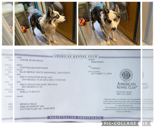 Medium Photo #1 Border-Aussie Puppy For Sale in DES ARC, AR, USA