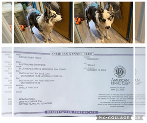 Mother of the Border-Aussie puppies born on 07/29/2026