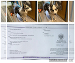 Small Photo #1 Border-Aussie Puppy For Sale in DES ARC, AR, USA