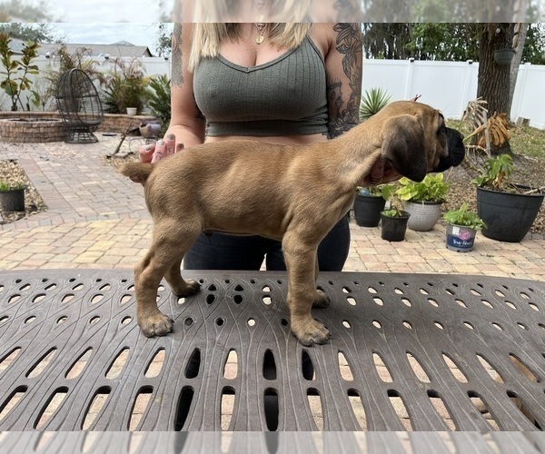 Medium Photo #18 Cane Corso Puppy For Sale in LAND O LAKES, FL, USA