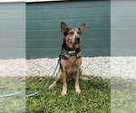 NASH - Male Mutt Dog for Adoption - Small photo