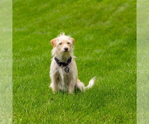 Mutt Dogs for adoption in Princeton, MN, USA