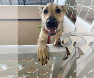 Collie-Unknown Mix Dogs for adoption in Mundelein, IL, USA