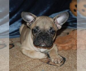 French Bulldog Puppy for sale in TAMPA, FL, USA