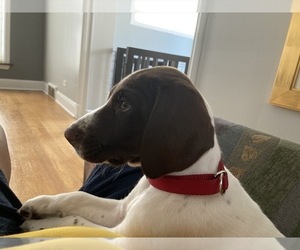 German Shorthaired Pointer Puppy for sale in CALUMET PARK, IL, USA