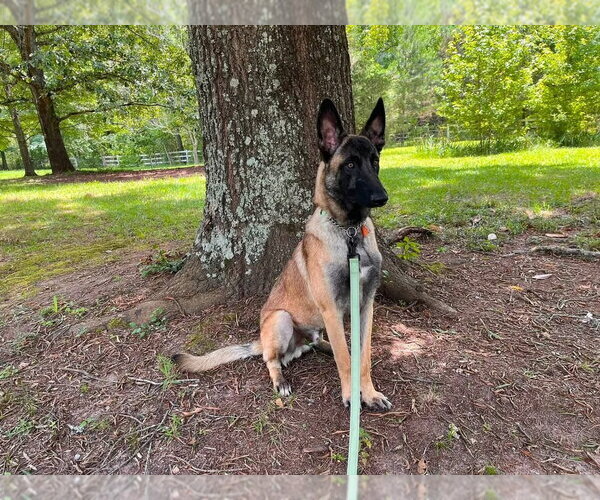 Medium Photo #4 Mutt Puppy For Sale in Imlay City, MI, USA