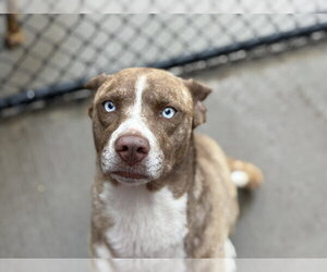 Mutt Dogs for adoption in Tulsa, OK, USA