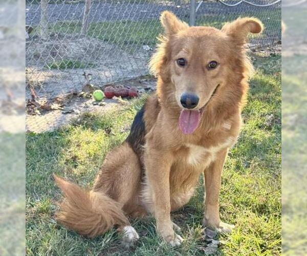Medium Photo #2 German Shepherd Dog-Unknown Mix Puppy For Sale in Conroe, TX, USA