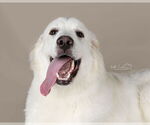 Small #33 Great Pyrenees