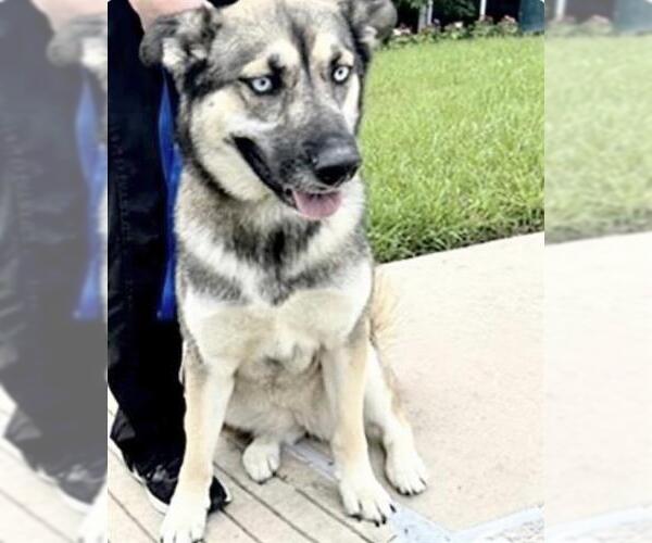 Medium Photo #1 German Shepherd Dog Puppy For Sale in Houston, TX, USA