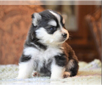 Small Photo #5 Pomsky Puppy For Sale in DRACUT, MA, USA