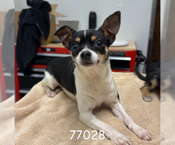 Medium Photo #1 Chihuahua Puppy For Sale in Chico, CA, USA