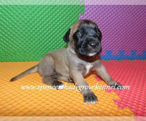 Medium Photo #4 Mastiff Puppy For Sale in CABOOL, MO, USA