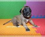 Small #3 Mastiff