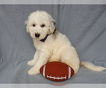 Small #7 Sheepadoodle