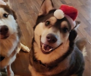 Mother of the Alaskan Husky puppies born on 01/30/2026