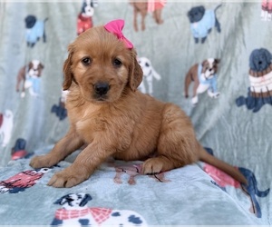 Golden Retriever Puppy for sale in LAKELAND, FL, USA
