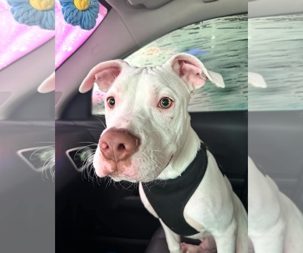 Medium Photo #2 American Pit Bull Terrier-Unknown Mix Puppy For Sale in Oakhurst, NJ, USA