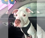 Small #1 American Pit Bull Terrier Mix