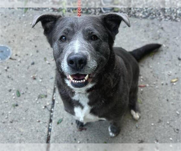 Medium Photo #1 Mutt Puppy For Sale in Petaluma, CA, USA