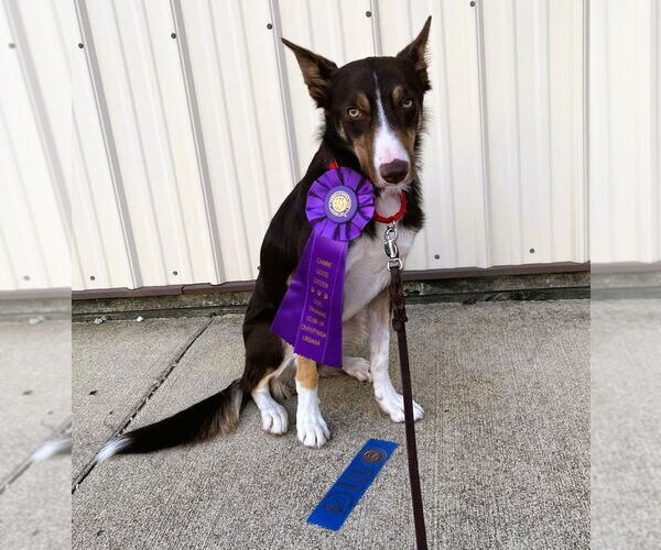 Medium Photo #1 Border Collie Puppy For Sale in Highland, IL, USA