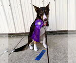 Small Border Collie