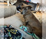 Small Photo #3 Dachshund-Unknown Mix Puppy For Sale in Canton, CT, USA