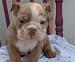 Small Photo #9 English Bulldog Puppy For Sale in GOSHEN, IN, USA