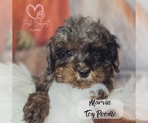 Poodle (Toy) Puppy for sale in ELMHURST, IL, USA