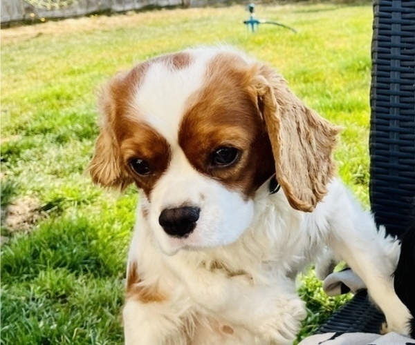Medium Photo #1 Cavalier King Charles Spaniel Puppy For Sale in BONNEY LAKE, WA, USA