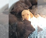 Small #8 Labrador Retriever