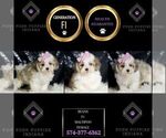 Small #7 Maltipoo