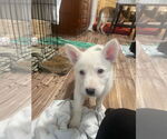Small German Shepherd Dog Mix