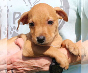 Tiny Tina 44227 - Female Retriever -Unknown Mix Dog for Adoption - Photo #4