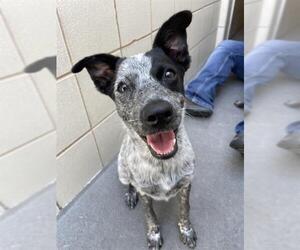 Mutt Dogs for adoption in Corpus Christi, TX, USA