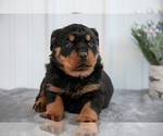 Puppy Moe Rottweiler