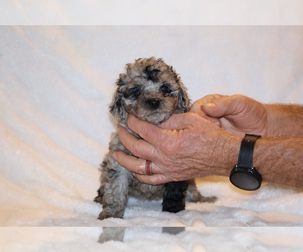 Medium Photo #11 Poodle (Toy) Puppy For Sale in DYERSBURG, TN, USA