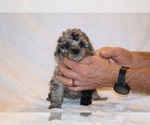 Small #10 Poodle (Toy)