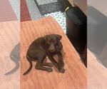 Small #4 Labrador Retriever