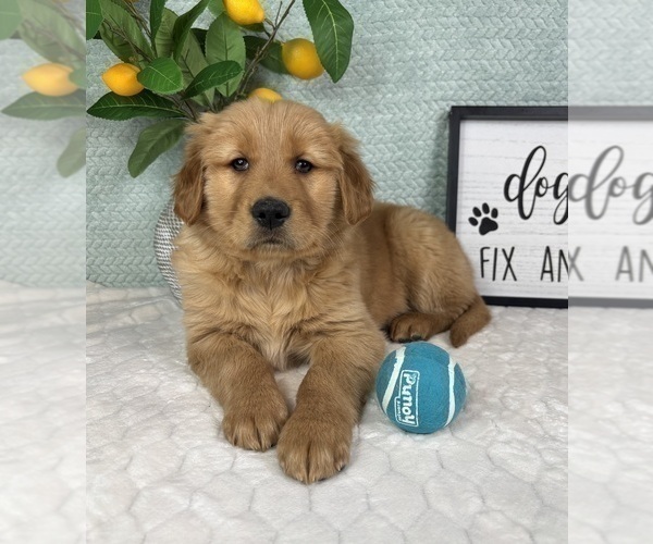 Medium Photo #4 Golden Retriever Puppy For Sale in FRANKLIN, IN, USA