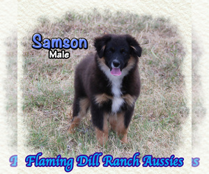 Miniature Australian Shepherd Puppy for sale in FORESTBURG, TX, USA