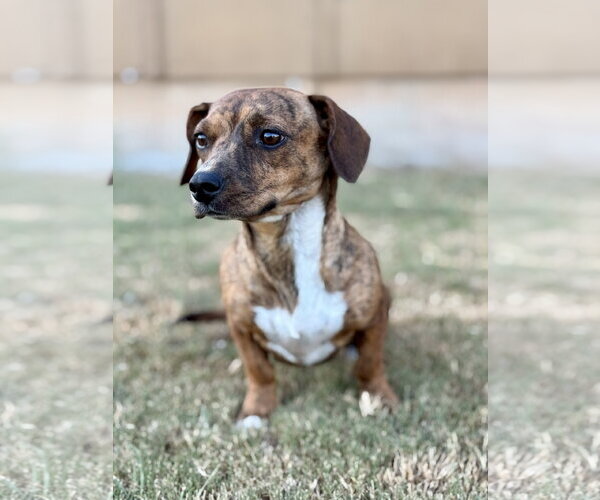 Medium Photo #1 Dachshund-Unknown Mix Puppy For Sale in PIPE CREEK, TX, USA