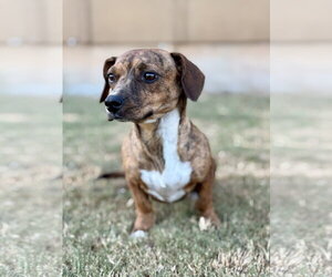 Dachshund-Unknown Mix Dogs for adoption in PIPE CREEK, TX, USA