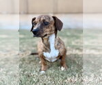 Small Dachshund Mix